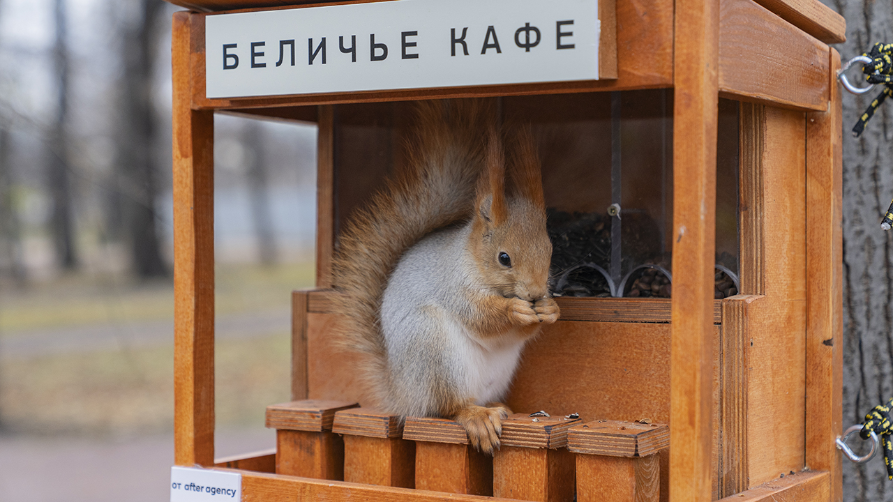 Беличьи кафе