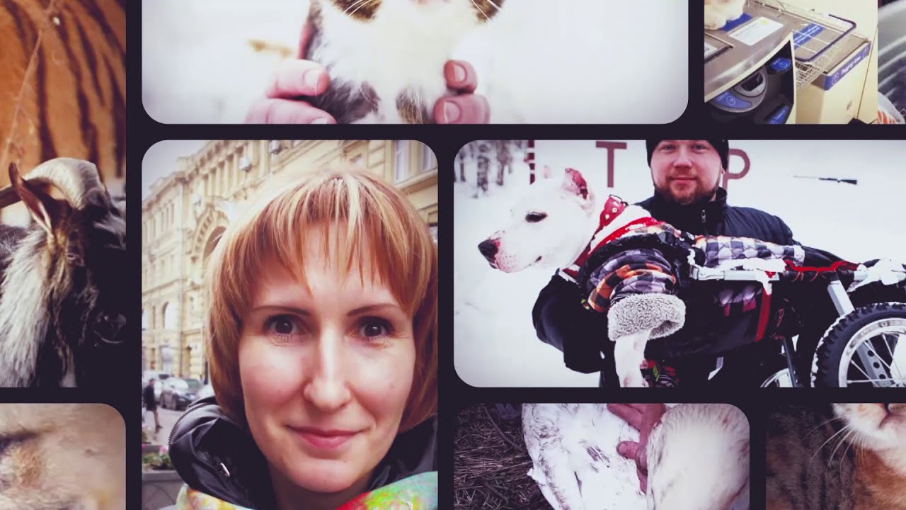 Международная премия «Мой ласковый и нужный зверь»